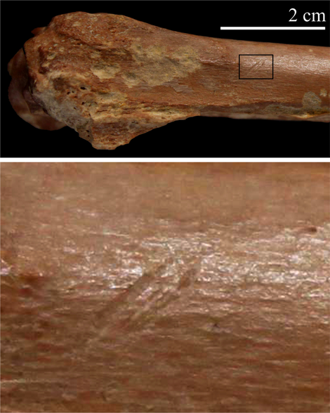 Cut marks consistent with butchering.
